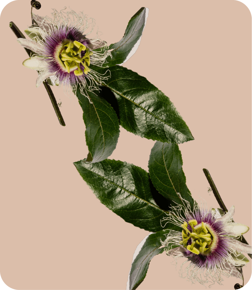 It s High Time to Harness the Power of Passionflower Xulita Journal